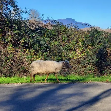 Marina Di Bravone Aparthotel