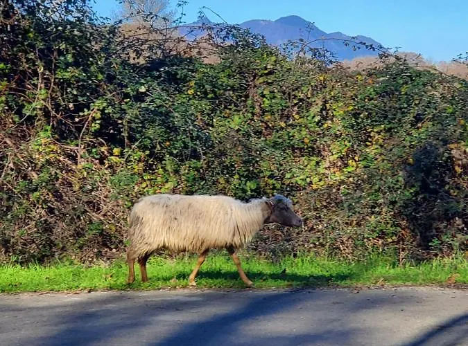 Marina Di Bravone Appart hôtel