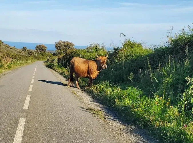 Marina Di Bravone 4* Linguizzetta